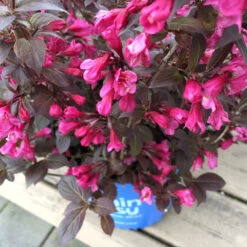 Stunner® Weigela -Plant Seed Store Stunner weigela 1