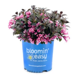 Stunner® Weigela -Plant Seed Store Stunner weigela 3