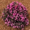 Stunner® Weigela 1 Stunner® Weigela -Plant Seed Store Stunner weigela 600x600 374f2660 7429 4603 bcb3 1c1dcc3fcbf2