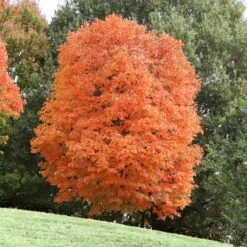 Sugar Maple Tree 13 Sugar Maple Tree -Plant Seed Store Sugar Maple 3