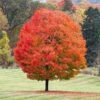 Sugar Maple Tree 1 Sugar Maple Tree -Plant Seed Store Sugar Maple FGT 600x600 6ad4956a ec6e 4ab2 a66a 1a1245471195