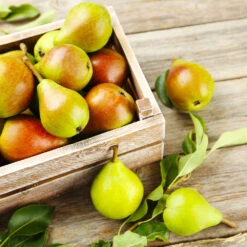 Summercrisp Pear Tree 8 Summercrisp Pear Tree -Plant Seed Store Summercrisp Pear 3 FGT