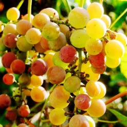 Summit Muscadine Grapes -Plant Seed Store Summit muscadine Grape 3