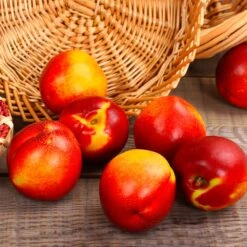 Sunglo Nectarine Tree 8 Sunglo Nectarine Tree -Plant Seed Store Sunglo Nectarine 2