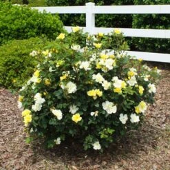 Sunny Knock Out® Rose -Plant Seed Store Sunny knockout rose Shrub 1 FGT