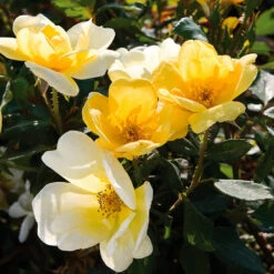 Sunny Knock Out® Rose -Plant Seed Store Sunny knockout rose Shrub 3 FGT