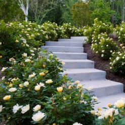 Sunny Knock Out® Rose -Plant Seed Store Sunny knockout rose Shrub 7 FGT