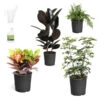 Sunset Hues House Plant Kit -Plant Seed Store Sunset Hues 600x600 09c4e47d f0fa 4e6c 8fd4 ef6a6b279a0c