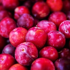 Superior Plum Tree -Plant Seed Store Superior Plum 3