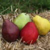 5-in-1 Pear Surprise Tree -Plant Seed Store Suprise Pear 600x600 98496b3a 2318 4cd6 acbe b75ed1b479f9