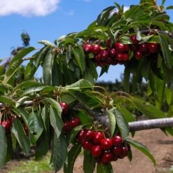 5-in-1 Cherry Surprise Tree -Plant Seed Store Surprise Cherry FGT 2 9f571063 9960 4738 bb75 0ee61ea99936