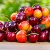 5-in-1 Cherry Surprise Tree -Plant Seed Store Surprise Cherry FGT 600x600 91293a4b d3a9 4871 8a09 5fe77f44164e