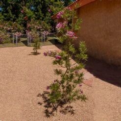 Sweet Bubba Seedless Desert Willow -Plant Seed Store Sweet Bubba Jone Desert Willow 1