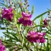 Sweet Bubba Seedless Desert Willow -Plant Seed Store Sweet Bubba Jone Desert Willow 600x600 b2ee98ad 23d7 42c3 8aa7 c185cae48d1f