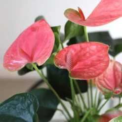 Pink Anthurium 10 Pink Anthurium -Plant Seed Store Sweet Dream Pink Anthurium 1