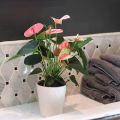 Pink Anthurium 11 Pink Anthurium -Plant Seed Store Sweet Dream Pink Anthurium 2