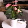 Pink Anthurium -Plant Seed Store Sweet Dream Pink Anthurium 600x600 1