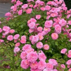 Sweet Drift® Rose 7 Sweet Drift® Rose -Plant Seed Store Sweet Drift Rose 1