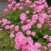 Sweet Drift® Rose -Plant Seed Store Sweet Drift Rose FGT 600x600 85267c61 b20a 44cb 9d8e 99cf9a91ca1a