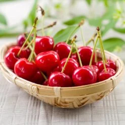 Plant Seed Store -Plant Seed Store Sweetheart Cherry Tree 1 FGT