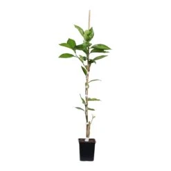 Tangelo Tree -Plant Seed Store TAN TRE 12 1QT