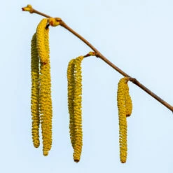 Theta Filbert Hazelnut -Plant Seed Store THeta FIlbert Hazelnut 3