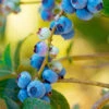 Toro Blueberry Bush - USDA Organic -Plant Seed Store TOro Blueberry FGT 600x600 e4f3fb9a 3ef4 4fa5 a0e6 10c35afd23a2