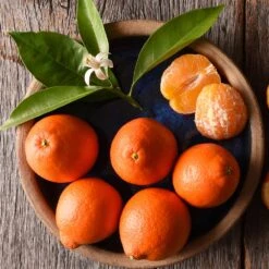 Tangelo Tree -Plant Seed Store Tangelo 1 FGT