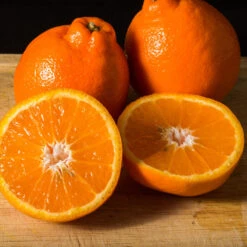 Tangelo Tree -Plant Seed Store Tangelo 3 FGT