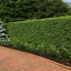 'Techny' Cold Hardy Thuja Tree -Plant Seed Store Techny Thuja 2