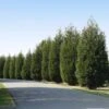 'Techny' Cold Hardy Thuja Tree -Plant Seed Store Techny Thuja 600x600 1cd3e632 9e45 4859 8915 61aad741ad2b