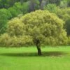 Joan Lionetti Texas Live Oak -Plant Seed Store Texas Live oak 600x600 8c530c2a c374 4702 9654 9b6645f3f7fc