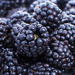 Thornless Blackberry -Plant Seed Store Thornless Blackberry 1