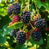 Thornless Blackberry -Plant Seed Store Thornless Blackberry 600x600 a091c576 f41c 4943 899c 23770ac6b268