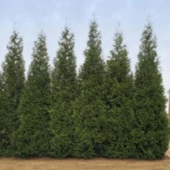 Junior Giant Thuja Tree -Plant Seed Store Thuja Junior Giant BB 2