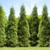 Junior Giant Thuja Tree -Plant Seed Store Thuja Junior Giant FGT