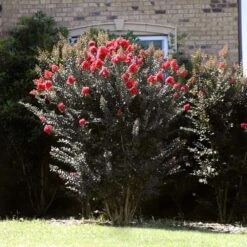 Thunderstruck™ Coral Boom™ Crape Myrtle Tree -Plant Seed Store Thunderstruck Coral Bloom 2