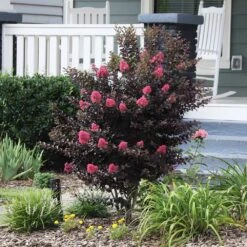 Thunderstruck™ Coral Boom™ Crape Myrtle Tree -Plant Seed Store Thunderstruck Coral Bloom 6