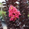 Thunderstruck™ Coral Boom™ Crape Myrtle Tree -Plant Seed Store Thunderstruck Coral Bloom FGT 600x600 78393993 bc09 480e a4f5 ada4b665bac2