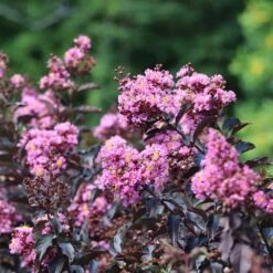 Thunderstruck™ Lavender Blast™ Crape Myrtle Tree -Plant Seed Store Thunderstruck Lavender Blast 2 FGT