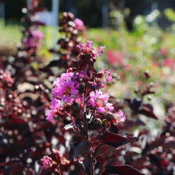 Thunderstruck™ Lavender Blast™ Crape Myrtle Tree -Plant Seed Store Thunderstruck Lavender Blast 5 FGT
