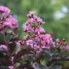 Thunderstruck™ Lavender Blast™ Crape Myrtle Tree -Plant Seed Store Thunderstruck Lavender Blast 600x600 81d57003 73b0 45d7 97c0 81ead196b77d
