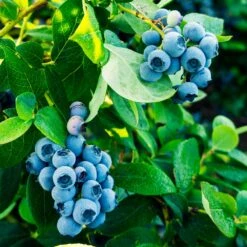 Tifblue Blueberry Bush -Plant Seed Store TifBlue Blueberry 1