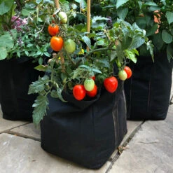 Patio Tomato Garden -Plant Seed Store Tomato Garden kit 1
