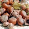 Tonda Di Giffoni Filbert -Plant Seed Store Tonda Hazelnuts 400