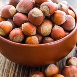 Tonda Di Giffoni Filbert -Plant Seed Store Tonda Hazelnuts 400 2