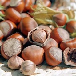 Tonda Di Giffoni Filbert -Plant Seed Store Tonda Hazelnuts 400 45bdfa3b 8779 4cb0 b52e fb4a191cbc64