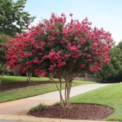 Tonto Crape Myrtle Tree -Plant Seed Store Tonto Crape Myrtle 2