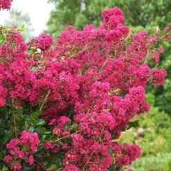 Tonto Crape Myrtle Tree -Plant Seed Store Tonto Crape Myrtle 5 FGT