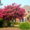 Tonto Crape Myrtle Tree -Plant Seed Store Tonto Crape Myrtle FGT 600x600 33dc26d8 7451 461e 8531 8b6ca167e6fb